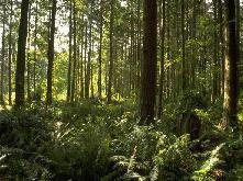 Proyecto Forestal Sabanas de Caribe. la reforestación de 25.