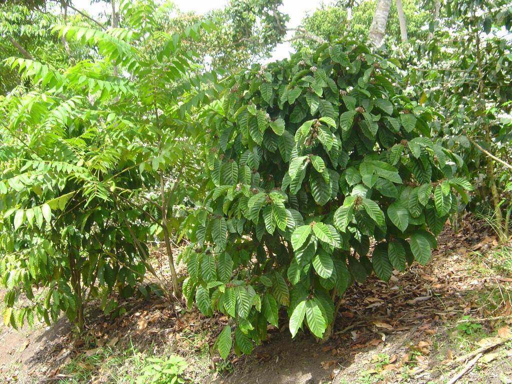 Especie Coffea canephora (Robusta) El café Robusta fue explotado comercialmente hasta el siglo XIX; aunque; luego, se ha extendido mucho. usado principalmente para mezclas y para cafés solubles.