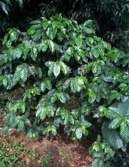 Viene del Bourbón muy parecida al Caturra, es originaria del Salvador. El follaje de la planta es compacto, es precoz para fructificar, es más uniforme que el Caturra.