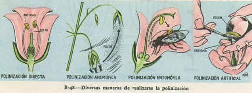 Es el traslado del grano de polen desde los sacos polinicos hasta los estigmas, donde estan las oosferas. Puede ser una autopolinización o una polinización cruzada.