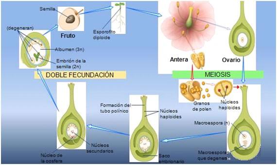 Anemofila, zoofila e hidrofila La Fecundación: El grano de polen llega al estigma y empieza a germinar emitiendo una prolongación llamado tubo polinico.