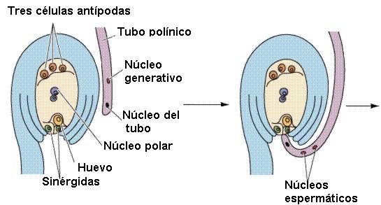 Formación del embrion de la semilla:
