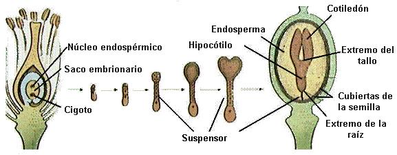 El cigoto tras una 1ª mitosis dá lugar a : una celula inferior y una celula superior la celula inferior situada