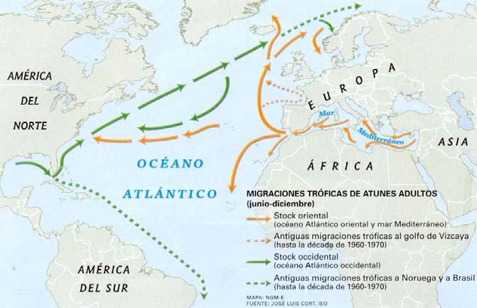 Actualmente el TAC del atún rojo del stock oriental (Atlántico oriental y Mediterráneo) es de 28.500 toneladas, 1.000 menos que en 2007. De éstas, 16.779,55 están adjudicadas a la DE, 5.