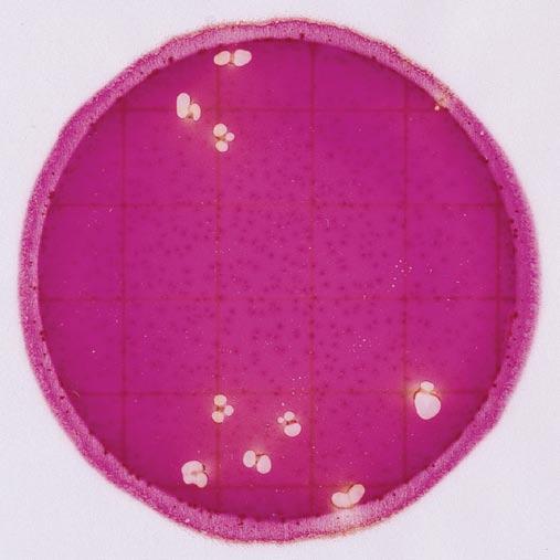 1 2 3 1 2 Recuento de Enterobacteriaceae = 13 Un indicador en la placa colorea a todas las colonias de rojo. La película superior atrapa el gas si éste es producido por las bacterias.