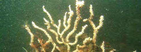 Especies dominantes: algas calcáreas incrustantes, gorgonias y