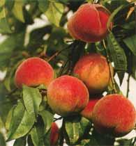 The peach trees are ancestral varieties, highly interesting for the characteristics of their fruit: some are sweet and juicy (Baby Gold), and others are hard in texture, aromatic and savoury (Carson