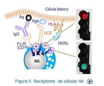 Explica el hecho de que las moléculas HLA propias, presente en la mayoría de las células del organismo, inhiban su destrucción por las células NK.