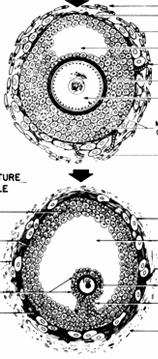 FOLICULO TERCIARIO Pre antral Ovocito primario (diploteno de la meiosis I) En el folículo terciario se han formado las células de la teca interna y las de la teca externa Formación del antro (fluido