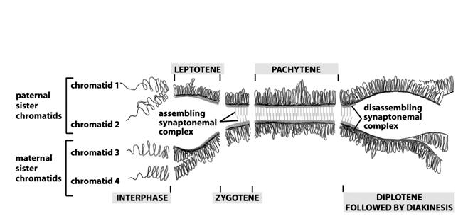 Ensamble y desensamble del Complejo Sinaptonémico durante la Profase I Paquiteno Ocurre el intercambio de material genético entre cromosomas homólogos ( crossing-over ) Esta etapa puede persistir por