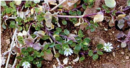 mejor los herbicidas es durante el estado de 3 a 8 hojas trifoliadas, siendo el óptimo de 4 a 6 hojas. Esta ventana de aplicación está asociada fundamentalmente a los tratamientos con 2,4-DB o MCPA.