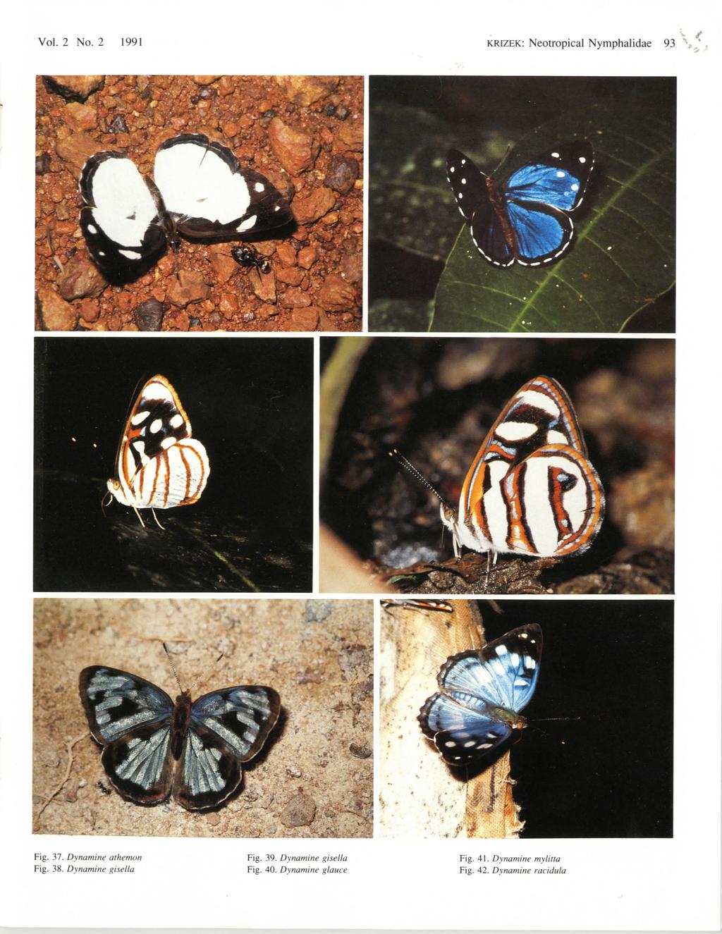 Vol. 2 No. 2 1991 KRIZEK: Neotropical Nymphalidae 93 x,^. Fig. 37. Dynamine athemon Fig. 38.