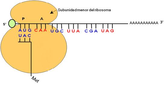 Etapas de la Síntesis de Proteínas Iniciación La subunidad menor reconoce al codón AUG y se une al ARNm. El codón AUG es el codón de inicio.