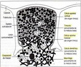 Timo Órgano linfoide Primario, localizado en el tórax. Posee una región n cortical y una región medular.