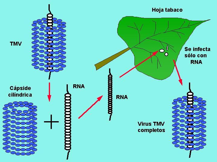 Fraenkel-Conrat y colaboradores (1957) y Gierer y Schramn (1956) comprobaron que al infectar plantas de tabaco solamente con el ARN