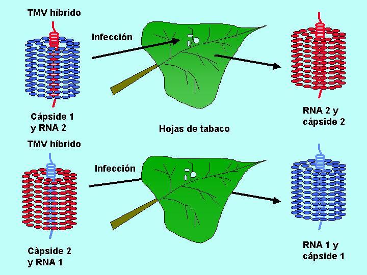 obtener virus TMV completos con cápside y ARN, y cuando se infecta con virus híbridos los virus descendientes poseen siempre una