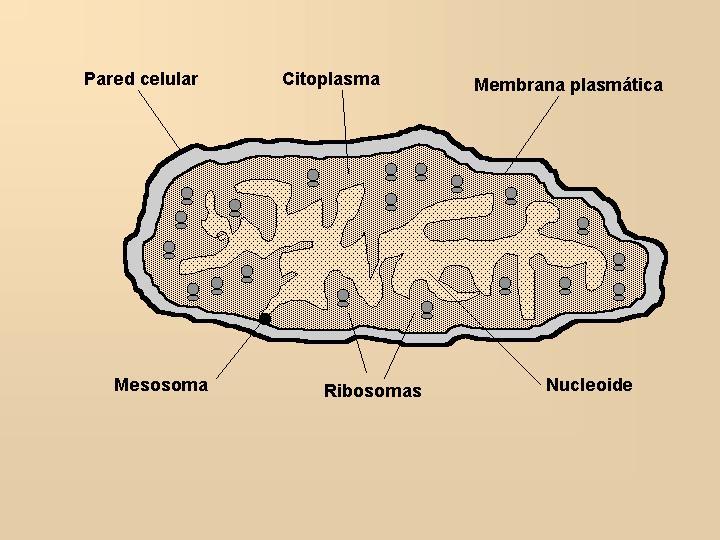 PRINCIPALES CARACTERÍSTICAS DE LAS BACTERIAS La principal característica que diferencia las células procarióticas de las células eucarióticas es la ausencia de membrana nuclear y por consiguiente la