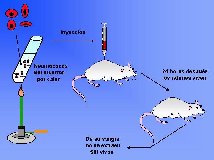 Por último, inyectó a los ratones una mezcla de neumococos RII vivos (no virulentos) y de SIII (virulentos) previamente muertos por calor, encontrado que los ratones