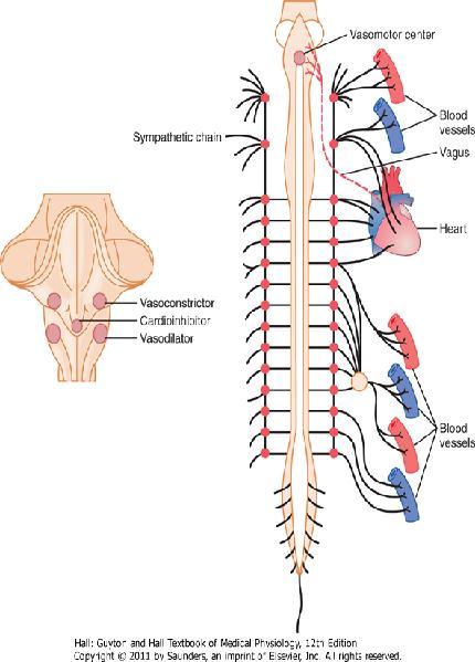 Arteriolas Vasoconstrictor Cardioinhibidor Vasodilatador
