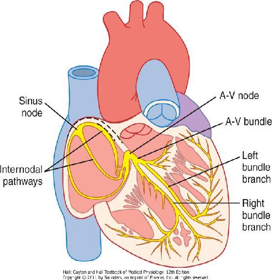 Sistema conducción y excitación del corazón Nodo sinusal (nodo sinoauricular) Vías