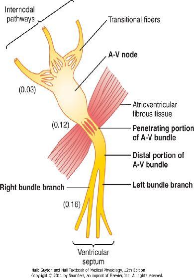 Sistema conducción y excitación del corazón Vías internodulares Nódulo auriculo ventricular Fibras transicionales Nódulo AV Tejido