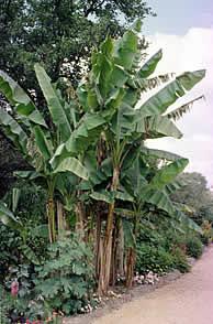 Los bananos y plátanos son consumidos extensivamente tanto en los trópicos como en países de clima no tropical, apreciados por su sabor, gran valor nutritivo y por su disponibilidad durante todo el