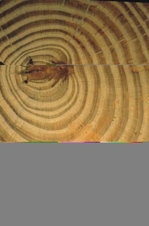 Bases: Recuento de anillos de madera que encontramos en registro arqueológico hasta llegar a madera de árbol de edad conocida El grosor de cada anillo varía en función de las condiciones