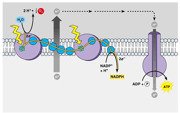 La producción de ATP según la teoría quimiosmótica Lumen tilacoidal (Alto H + ) LUZ LUZ Membrana