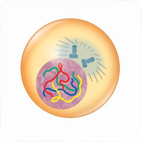 La mitosis y la citocinesis producen dos células hijas genéticamente idénticas. La interfase prepara la célula para la división celular.