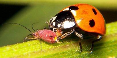 Clasificación de acuerdo a su modo de acción: depredadores Artrópodos como escarabajos, ácaros, avispas, arañas Características Adultos e inmaduros son
