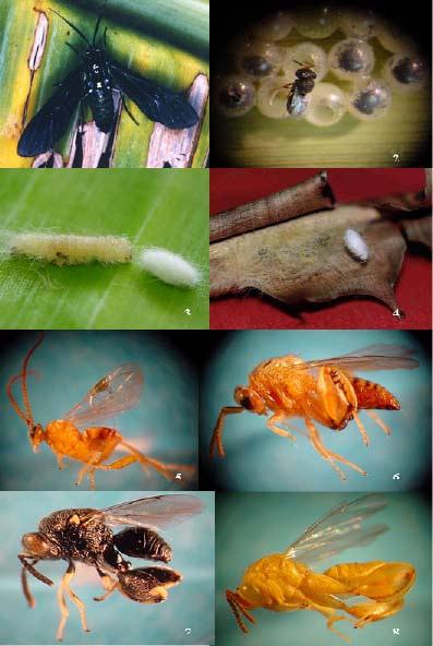 Clasificación de acuerdo a su modo de acción: parasitoides La mayoría son avispas o moscas Características Una etapa de su ciclo de vida se desarrolla encima o dentro