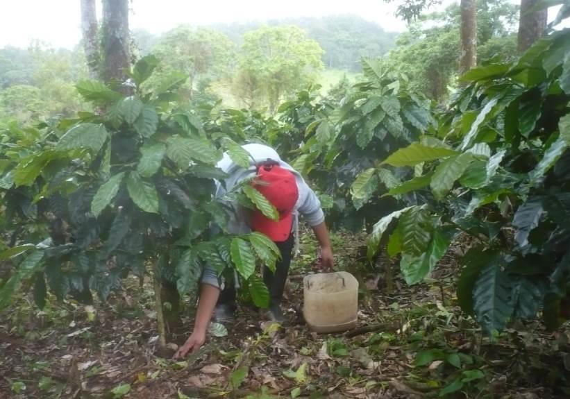 Cuaderno de trabajo Herramientas para la toma de decisiones en el cultivo de café Fertilidad y conservación de suelos
