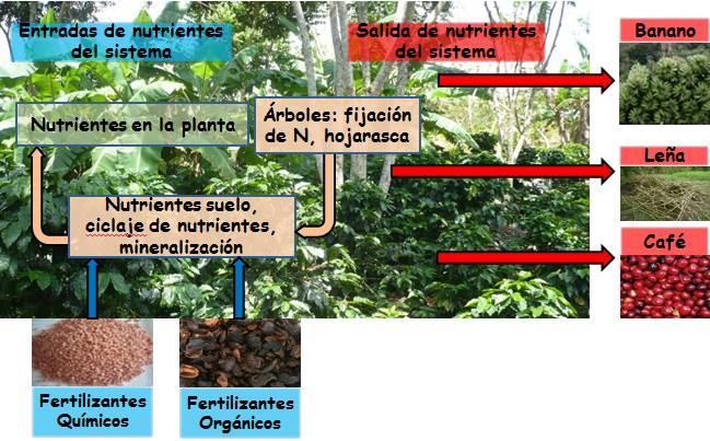 VI. Balance de nutrientes Con el balance de nutrientes podemos mejorar nuestra estrategia de fertilización cuando no contamos con análisis de suelos.