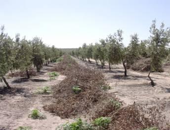 Biomasas Valorizables en Andalucía Poda del Olivar El aprovechamiento de la