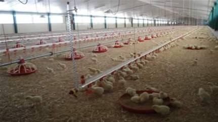 Biomasas Valorizables en Andalucía Residuos Ganaderos Las distintas granjas ganaderas, avícolas y porcinas