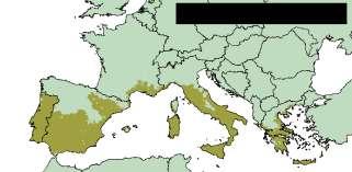 1997) Área de cultivo de olivo en Europa Navas-Cortés, J.A.
