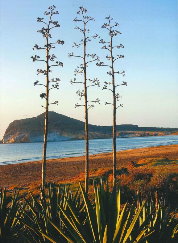 reductos como la playa de Los Genoveses, en la costa de Almería, que se encuentra en el Parque Natural de Cabo de Gata, uno de los pocos lugares de la costa española mediterránea libre de la presión
