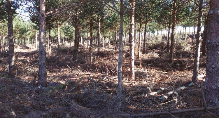 2 En una zona de matorral, con una superficie aproximada de 1,2 hectáreas, es necesario estimar la cantidad