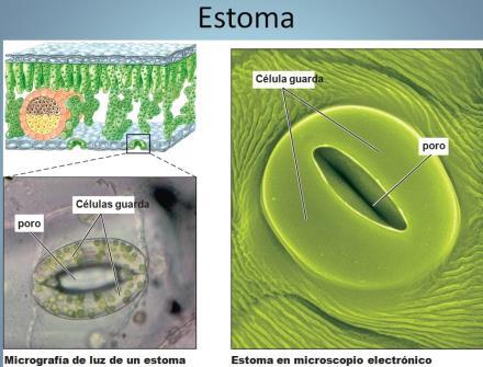 SISTEMA DE TEJIDOS DÉRMICOS EPIDERMIS Cubre y protege la superficie del cuerpo de las plantas contra radiación, deshidratación y otros factores ambientales.