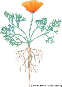 RAIZ :La raíz es un órgano generalmente subterráneo cuya función principal es el servir de