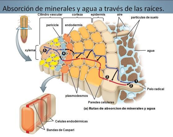 Absorción de agua y minerales a través de las raíces. 1.-Los minerales disueltos del suelo llenan las paredes porosas entre células de la epidermis y corteza. 2.
