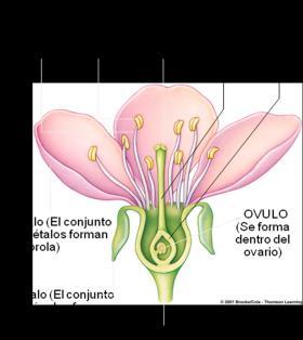 LA FLOR : Órgano de la planta donde se encuentran las estructuras reproductoras. Estructura de la flor: Partes estériles: Sépalos: protege la yema floral.