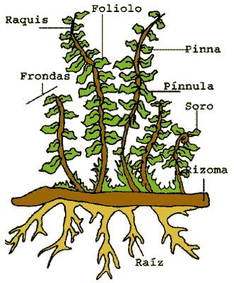 Estróbilo donde se forman las esporas Tallo con hojas Selaginella Lycopodium raíces Lycopodium tiene tallos rastreros y erectos. Las hojas distribuidas helicoidalmente en el tallo.