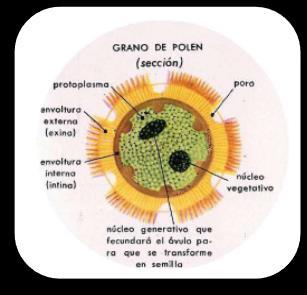 Las esporas masculinas por mitosis dan origen al grano de polen (gametófito masculino), que está formado por dos células, una se llama la célula generativa a partir de la cual se forman los núcleos