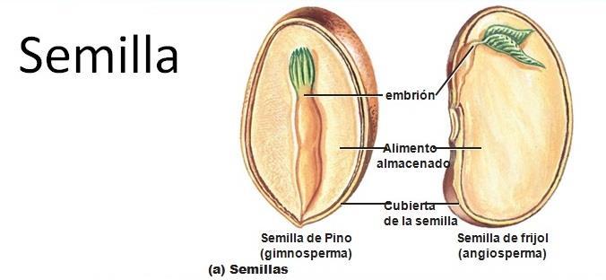 Plantas Vasculares Superiores GIMNOSPERMAS Las gimnospermas son plantas con semillas desnudas pues se forman sobre escamas del cono femenino.