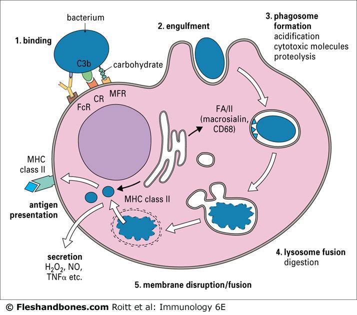 macrófagos Los macrófagos intervienen tanto en la
