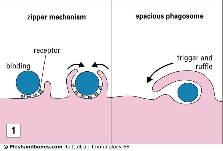 inflamaciones crónicas Los macrófagos