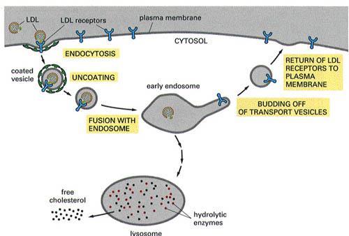 Otras contienen las partículas ingeridas, se fusionan con los lisosomas y después son procesadas por la célula. b. Exocitosis Es el mecanismo contrario a la endocitosis.