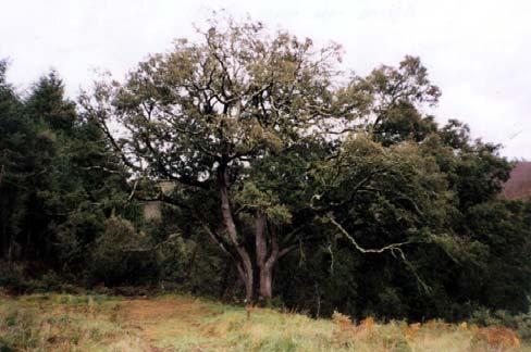 Els arbres: Alzina de mas Duell: Aquesta alzina té més de cent anys, és una alzina que fa 4.50 m de perímetre i 15-20 m d alçada. Nom comú: alzina Nom científic: Quercus ilex La seva fulla és perenne.