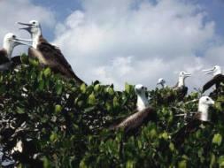 Visitados: Isla Aguada, Isla de Pájaros, Faro de Isla Aguada, Bahía Tortugas Transportación Campeche - Isla Aguada - Campeche,